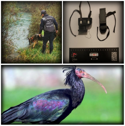 denunciato un cacciatore