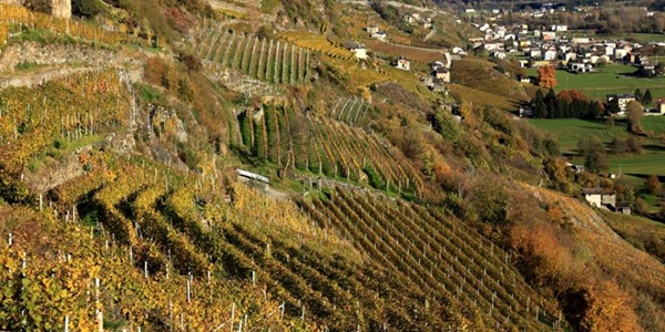 L'Amarone della Valtellina